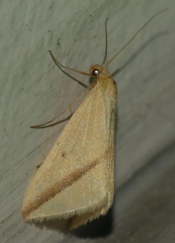 Rhodometra sacraria